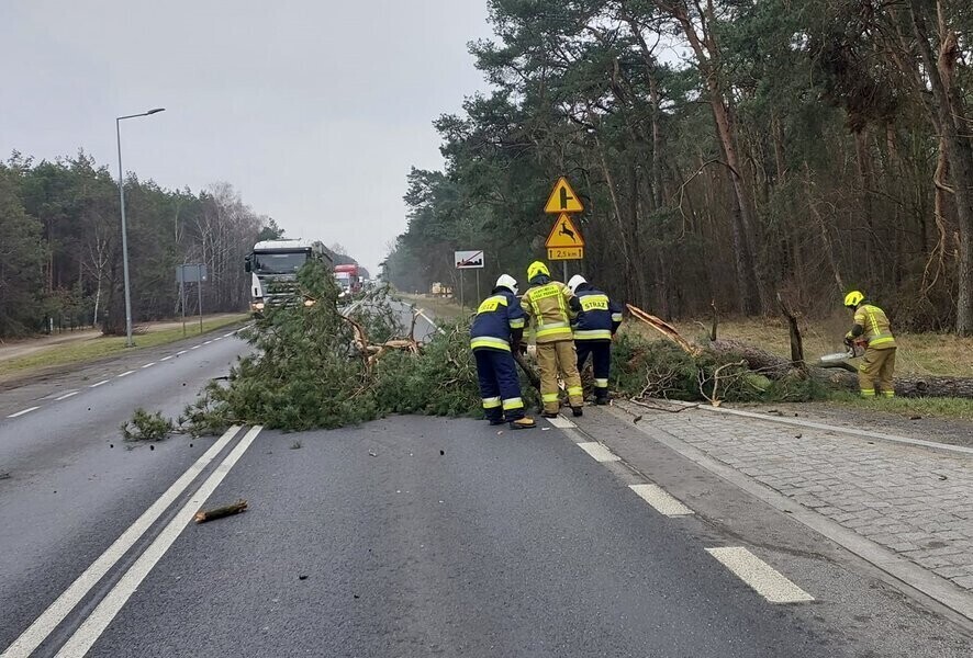 Strażacy usuwali drzewa z dwunastki