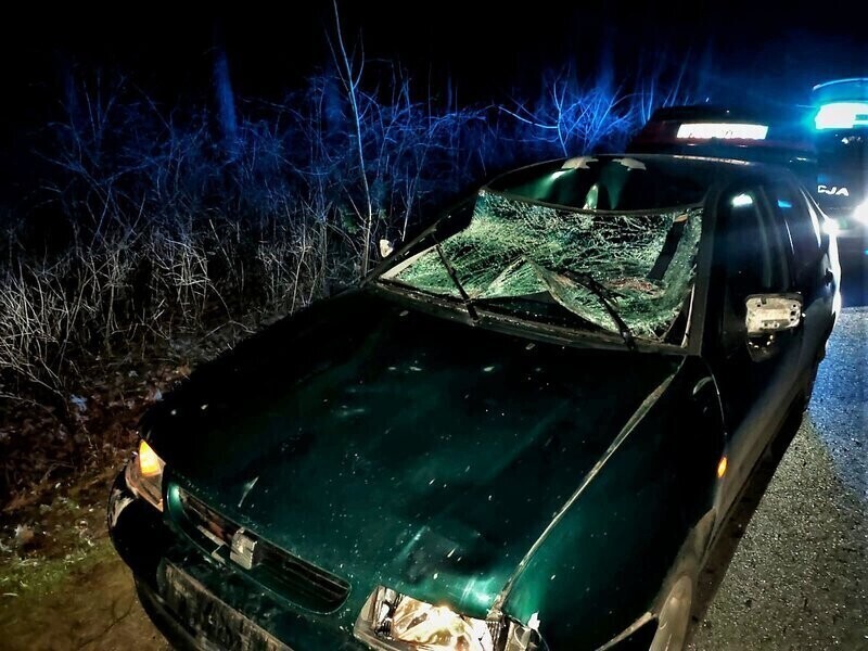 Kierowca seata zderzył się z łosiem