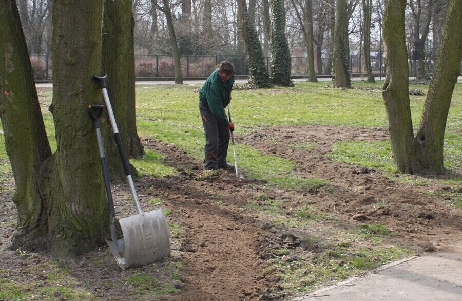 Powalone drzewa w końcu zniknęły z parku