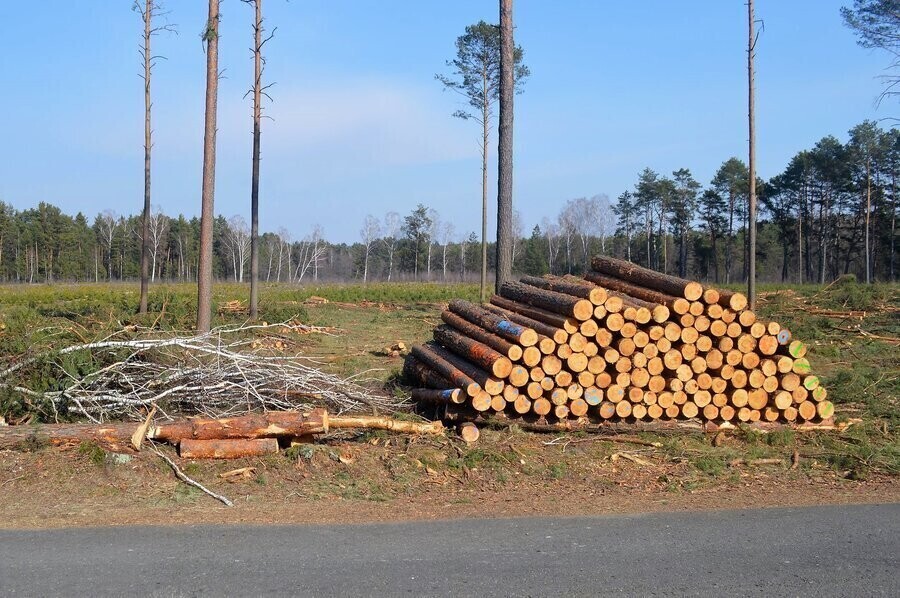 W gminie Sulejów znikają drzewa
