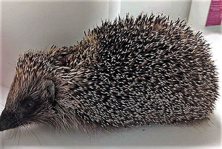 Ranny jeż w Leśnej Osadzie