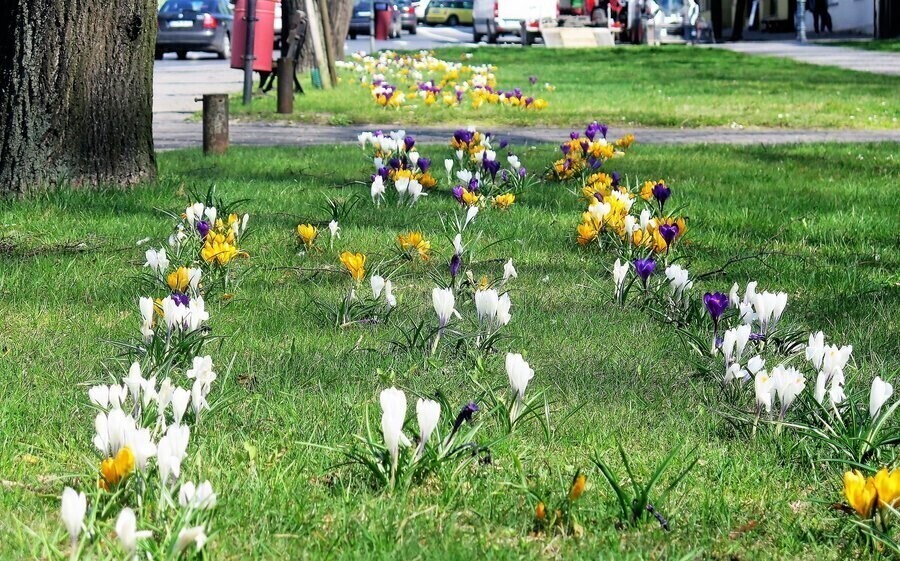 Piotrków nabiera wiosennych barw