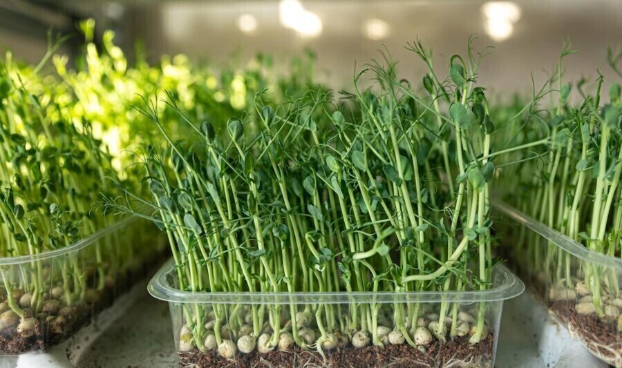 Odbierz sadzonkę za nakrętki