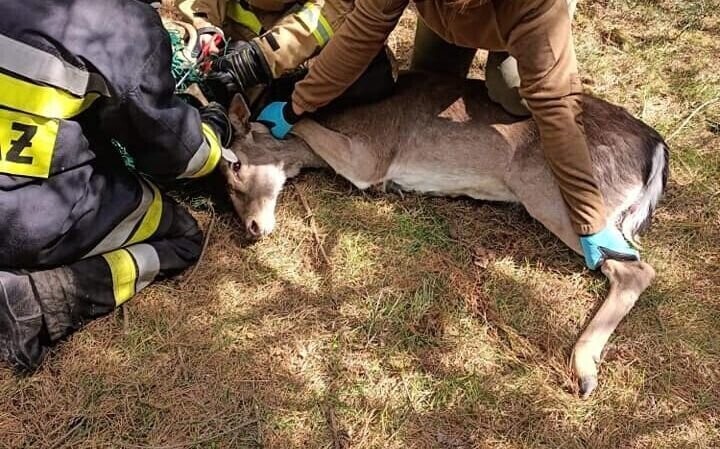 Daniel zaplątał się w siatkę. Pomogli lekarze i strażacy