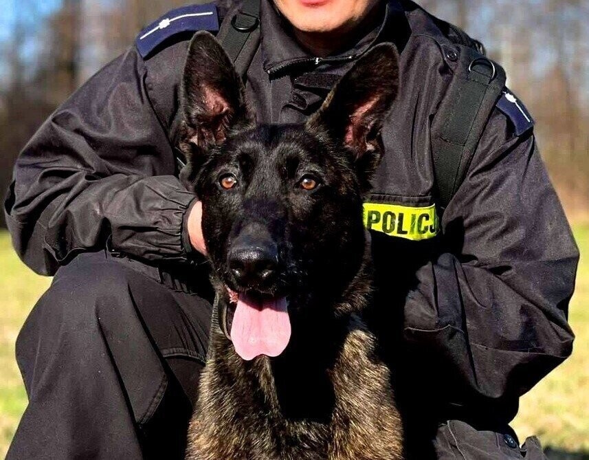 Maks pomoże piotrkowskim policjantom