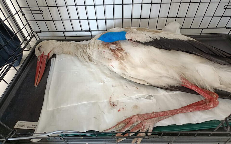 Dlaczego ktoś strzelał do bociana