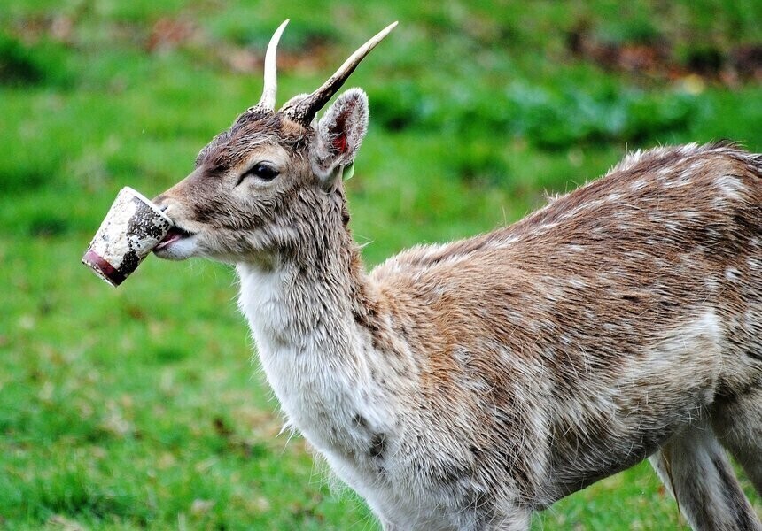 Korzystaj z uroków lasu ale śmieci zabierz ze sobą
