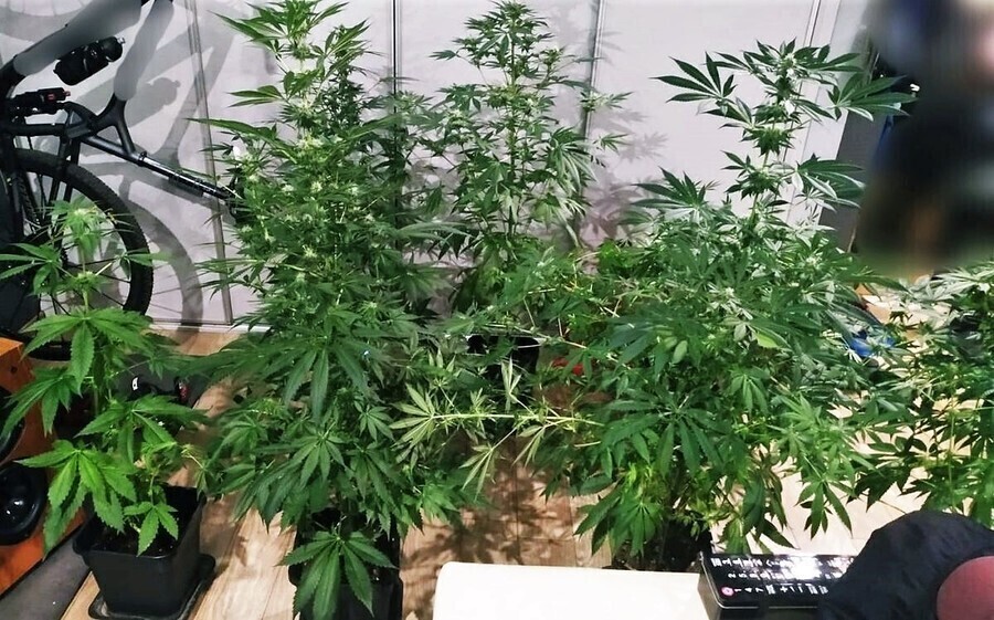 Grzybki i konopie źródłem kłopotów