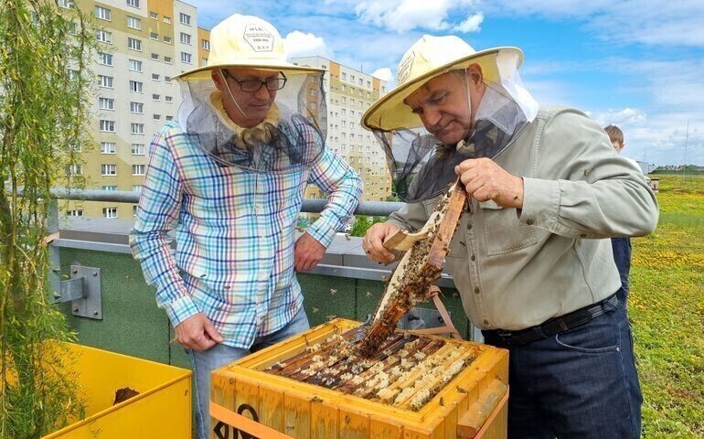 Miodobranie na dachu Focus Mall zdjęcia