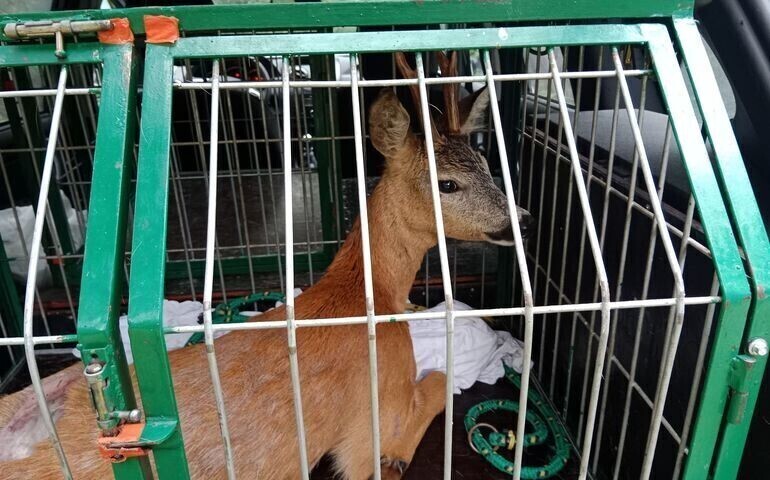 Dzikie zwierzę wbiegło do supermarketu