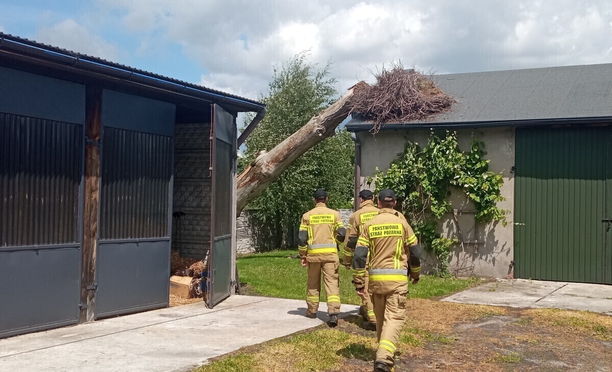 Przewrócone gniazdo. Bociany szukają nowego miejsca