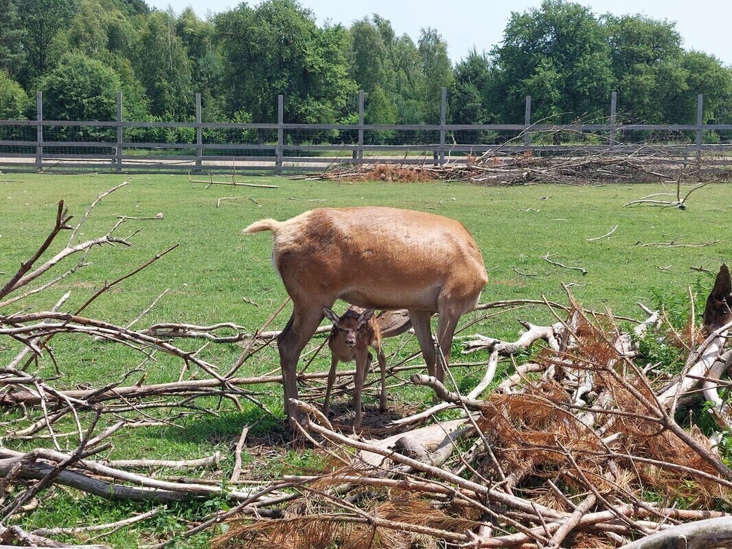 Nowe życie w Osadzie Leśnej