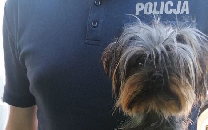 W upalny dzień zostawił psa w zamkniętym aucie