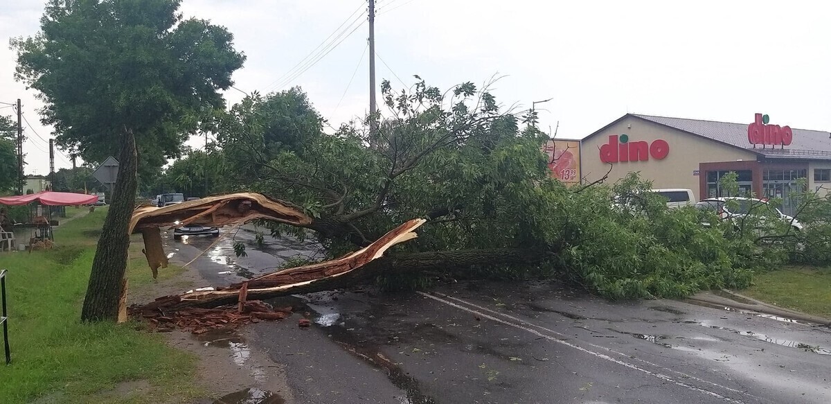 Drzewo zablokowało drogę