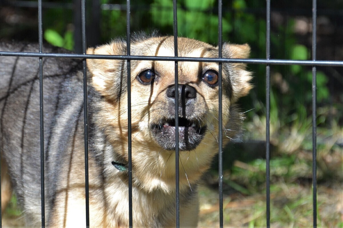 Miłość do zwierząt nie ma urlopu - także w Piotrkowie ZDJĘCIA