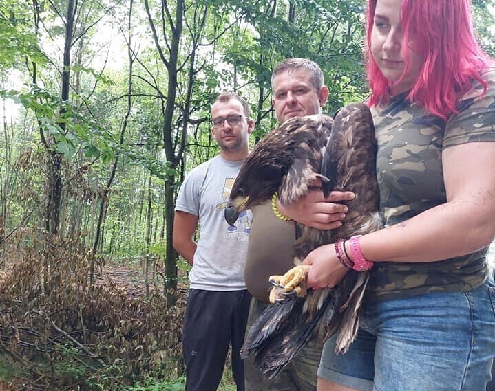 Orzeł bielik w Osadzie Leśnej w Kole