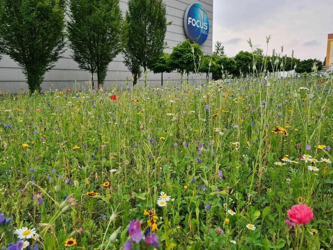 Kolejna kwietna łąka w Piotrkowie
