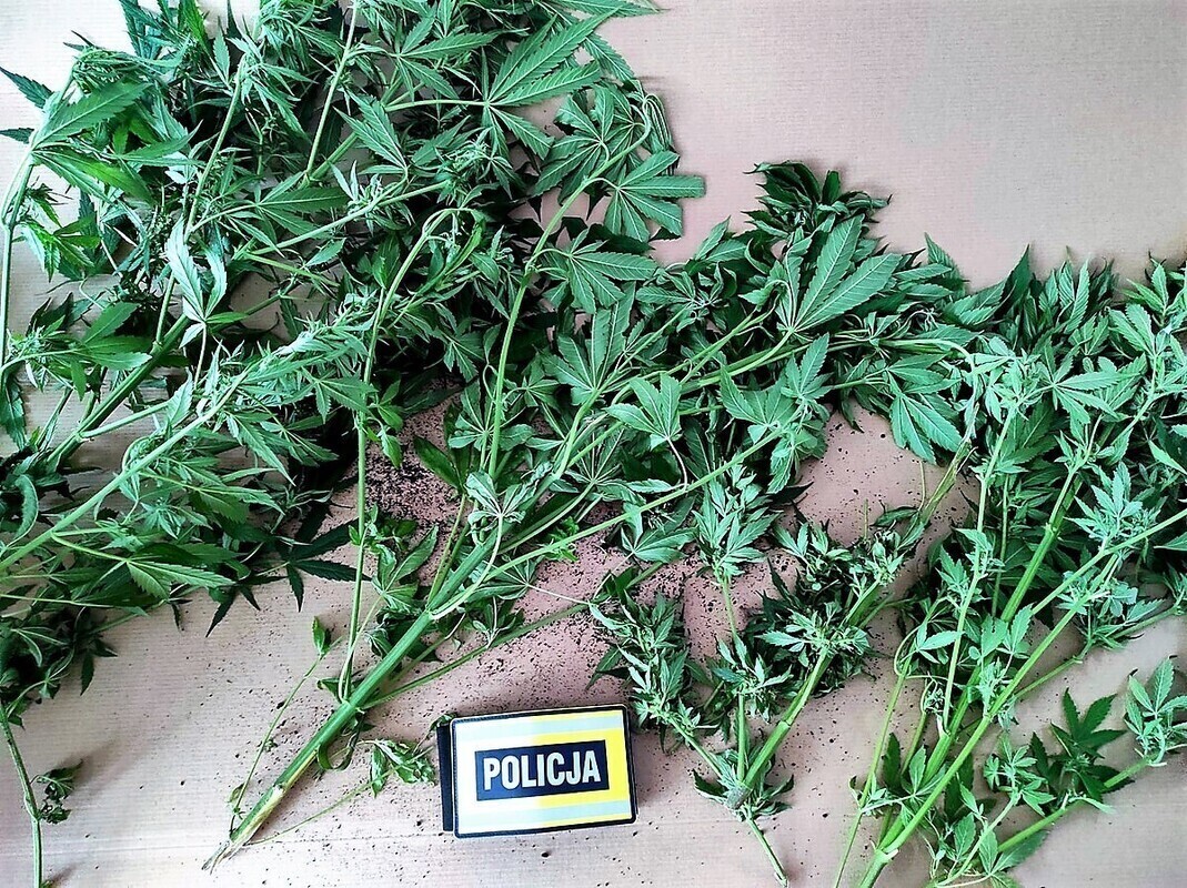 Cztery krzewy przyczyną kłopotów