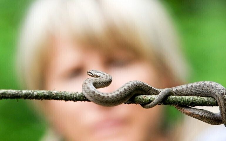 Gniewosz plamisty - nadal skrajnie zagrożony i niedostatecznie chroniony