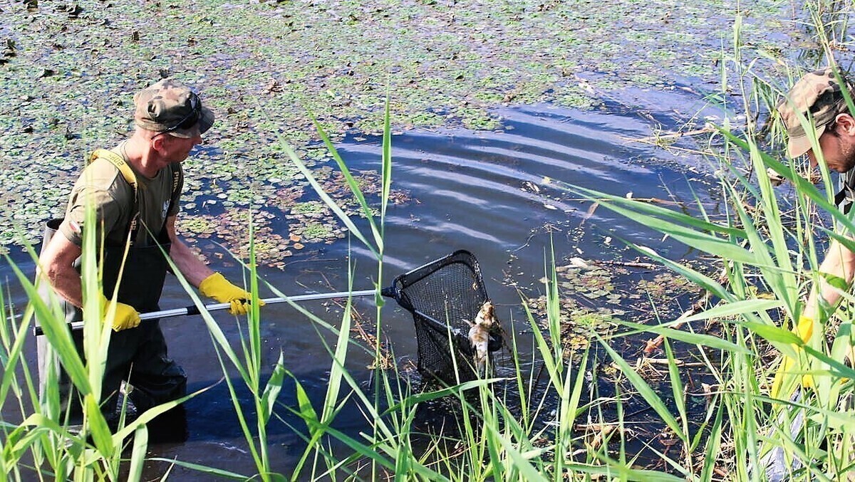 Brak tlenu przyczyną wystąpienia zjawiska śniętych ryb