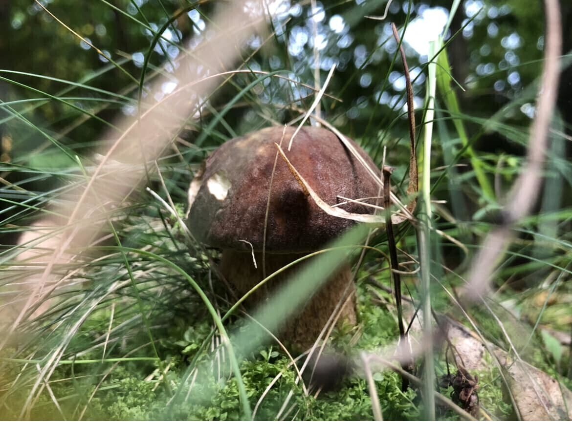 Mieszkańcy regionu zbierają grzyby