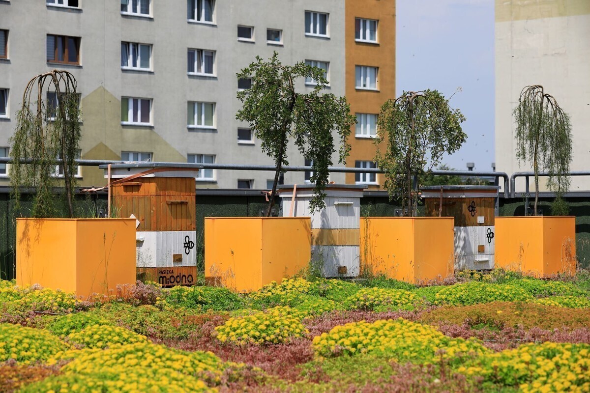 Focusowe pszczółki dają radę