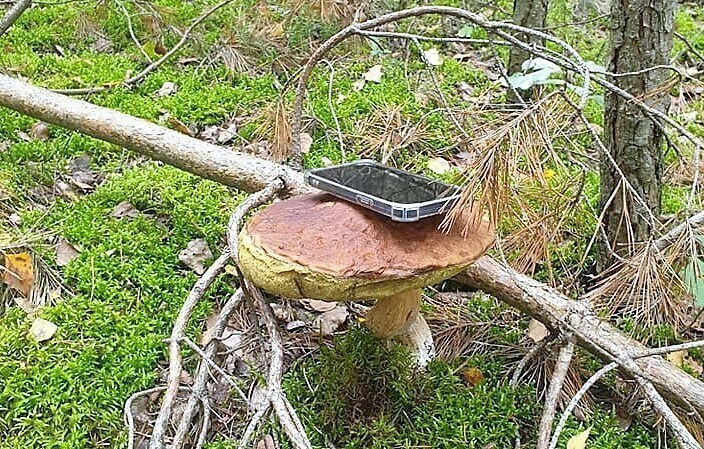 Wybieracie się na grzyby O tym musicie pamiętać