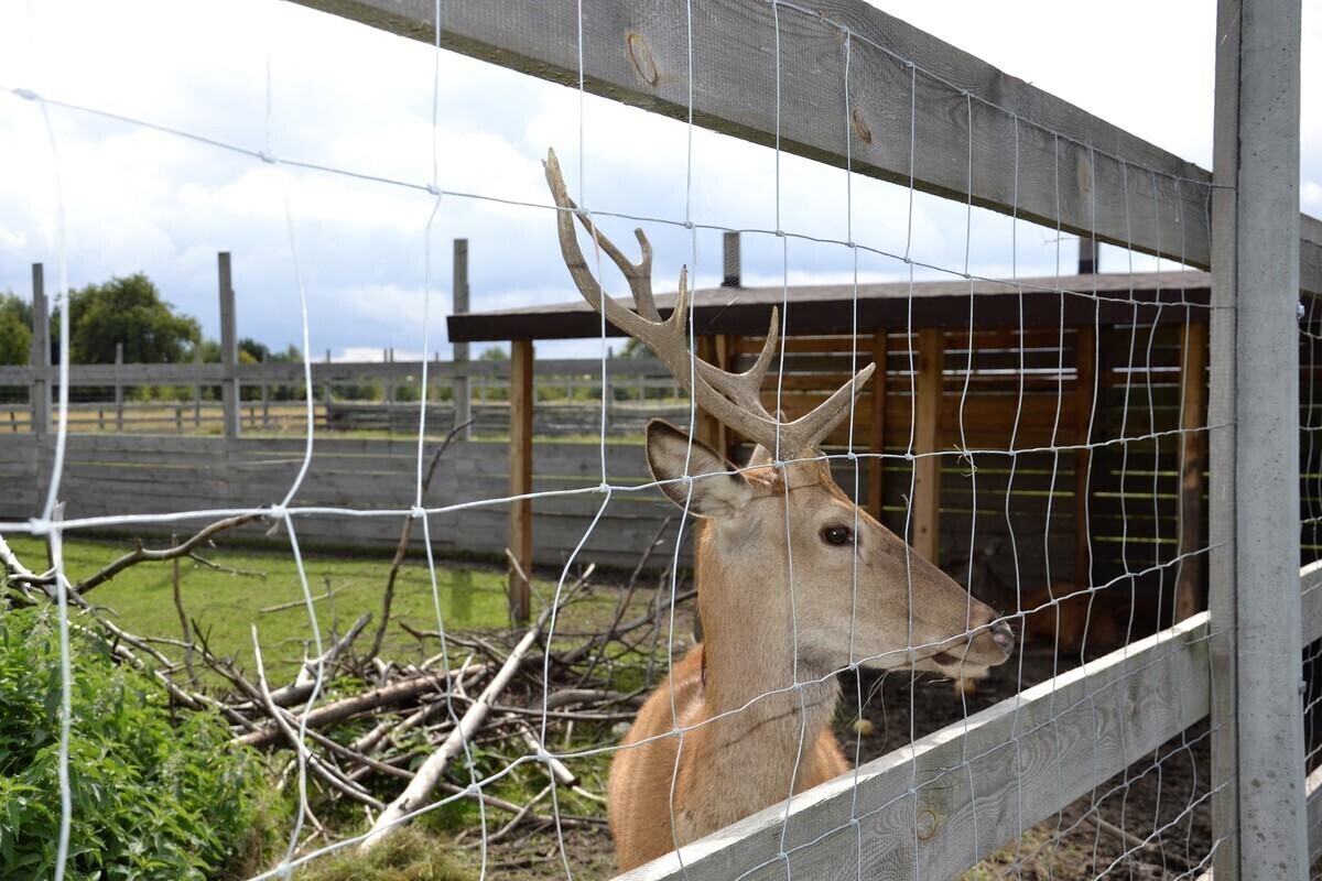 Okazują zwierzętom serce... w sercu lasu ZDJĘCIA