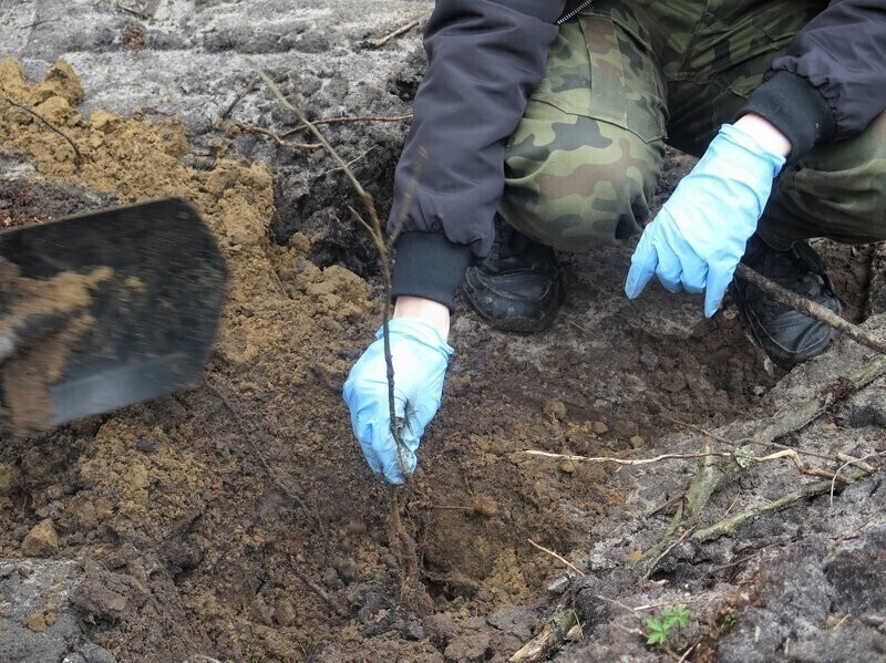 Odbierz darmową sadzonkę od leśników