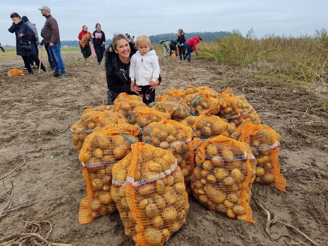 Wykopali ponad tonę ziemniaków