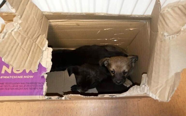 Kto porzucił szczenięta w lesie