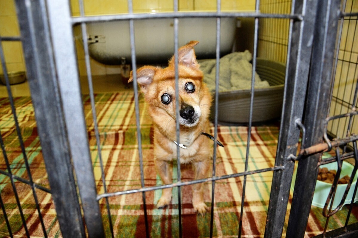 Znajdź przyjaciela na całe życie. Piotrkowskie schronisko zaprasza na Dzień Otwarty