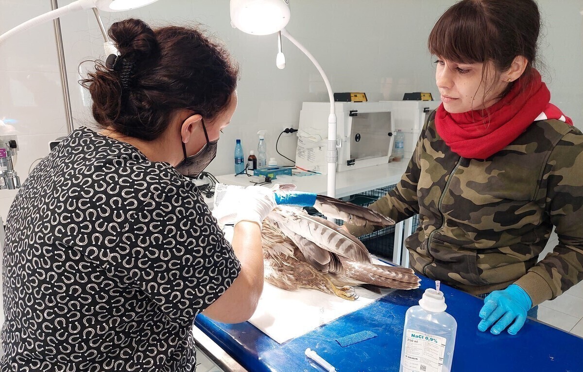 Ratowali rannego myszołowa