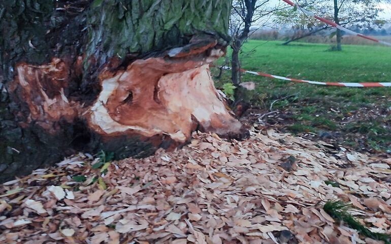 Bobry wyrządzają szkody przy Słoneczku
