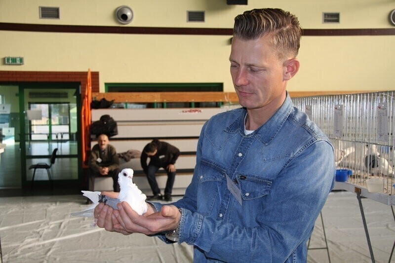 Wystawa gołębi rasowych