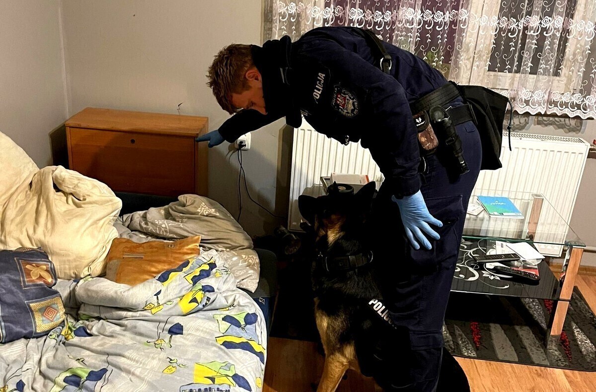 Narkotykowy tercet w rękach policji