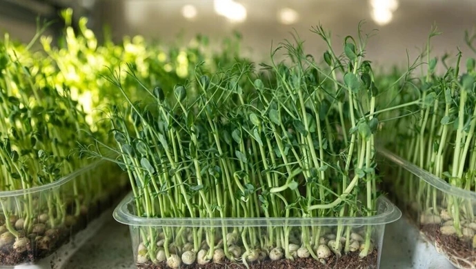 Odbierz sadzonkę za nakrętki