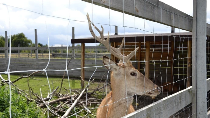 Okazują zwierzętom serce... w sercu lasu (ZDJĘCIA)