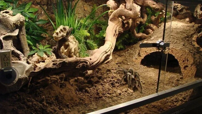 Jak wybrać i wyposażyć terraria dla pająków