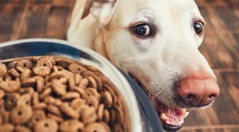 Jak wybrać suchą karmę dla psa?