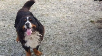 Zimą pamiętajmy także o zwierzętach