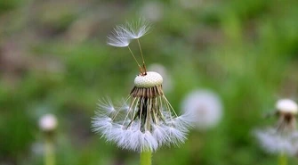 Mniszek lekarski a mlecz – czym się różnią, jak pozbyć się ich z ogrodu?