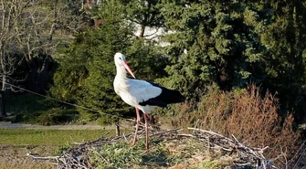 Sezonowy mieszkaniec powrócił do Piotrkowa