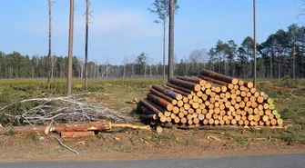 W gminie Sulejów znikają drzewa