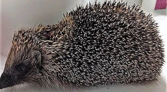 Ranny jeż w Leśnej Osadzie