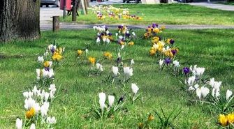 Piotrków nabiera wiosennych barw