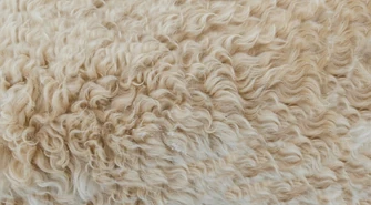 Dywany shaggy – wady i zalety