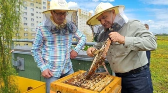 Miodobranie na dachu Focus Mall (zdjęcia)