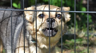 Miłość do zwierząt nie ma urlopu - także w Piotrkowie [ZDJĘCIA]