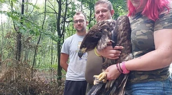 Orzeł bielik w Osadzie Leśnej w Kole